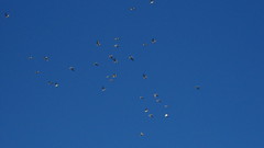 Charadrius semipalmatus