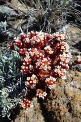 Crassula setulosa deminuta
