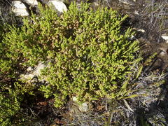 Erica fimbriata