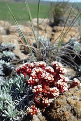 Crassula setulosa deminuta