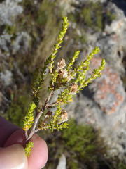 Erica fimbriata