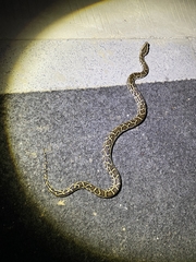 Python bivittatus