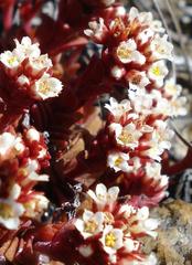 Crassula setulosa deminuta