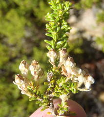 Erica fimbriata