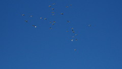 Charadrius semipalmatus