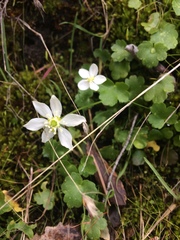 Kumlienia hystricula
