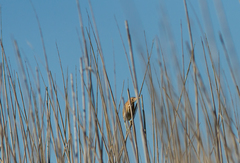 Ixobrychus minutus payesii