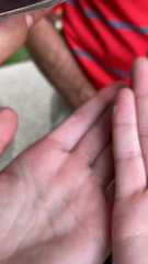 Porcellio spinicornis