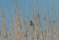 Ixobrychus minutus payesii