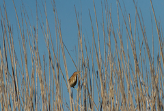 Ixobrychus minutus payesii