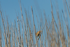 Ixobrychus minutus payesii