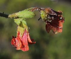 Hermannia scabricaulis