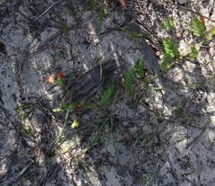 Hermannia scabricaulis