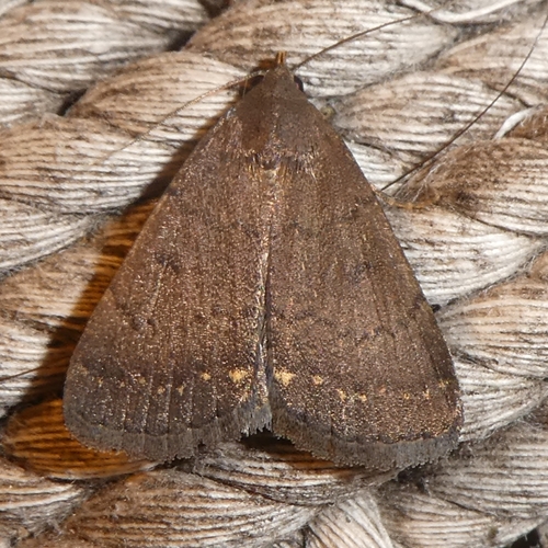 Nodaria nodosalis
