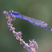 Familiar Bluet - Photo (c) Ad Konings, some rights reserved (CC BY-NC), uploaded by Ad Konings