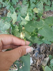 Convolvulus scammonia