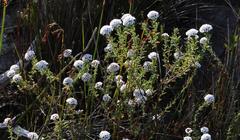 Metalasia umbelliformis