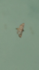 Conchylodes ovulalis
