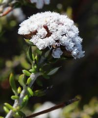 Metalasia umbelliformis