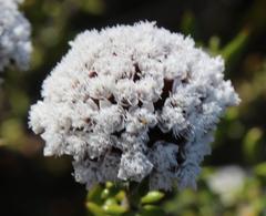 Metalasia umbelliformis