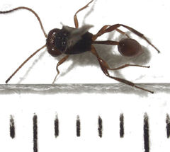 Aridelus rufotestaceus