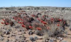 Aloe claviflora