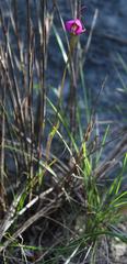Disperis capensis capensis