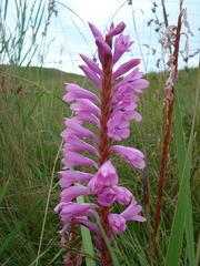 Watsonia densiflora