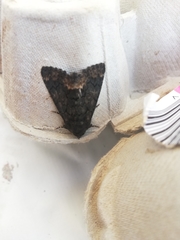 Catephia alchymista