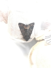 Catephia alchymista