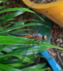 Brachydiplax chalybea