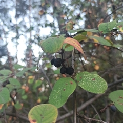 Cotoneaster melanocarpus