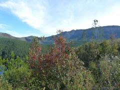 Pterocelastrus rostratus