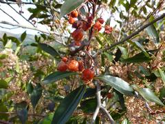 Pterocelastrus rostratus