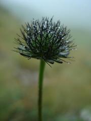 Scabiosa drakensbergensis
