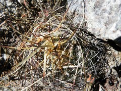 Echinofossulocactus zacatecasensis