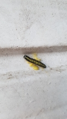 Cotesia glomerata bracovirus