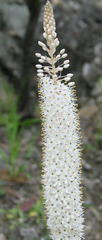 Bulbinella cauda-felis