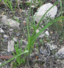 Bulbinella cauda-felis