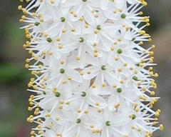 Bulbinella cauda-felis