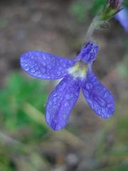 Lobelia preslii