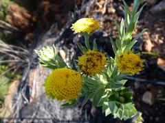 Schistostephium umbellatum
