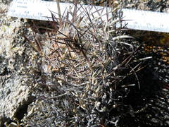 Echinofossulocactus zacatecasensis