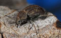 Somaticus