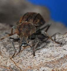 Somaticus