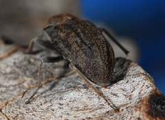 Somaticus