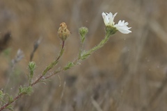 Hemizonia congesta