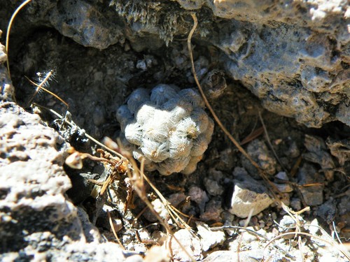 Cochemiea theresae, photograph 2