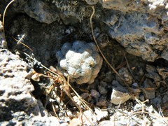 Mammillaria theresae