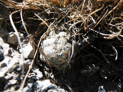 Mammillaria theresae